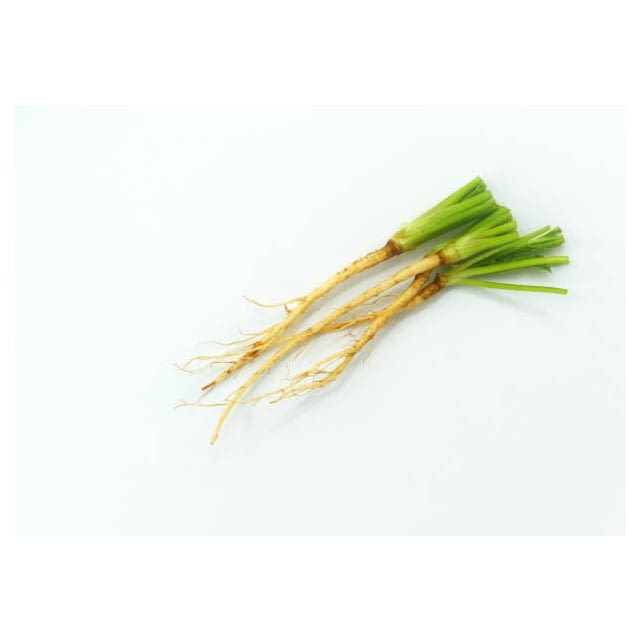 Cilantro root