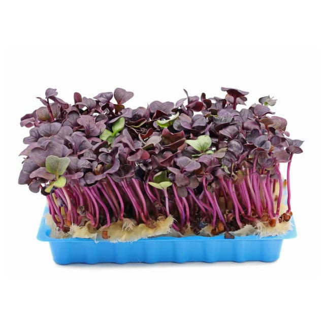 Micro radish crimson cress