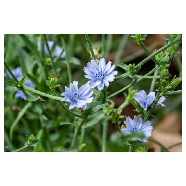 Chicory