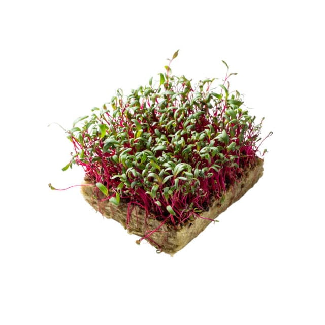 Micro red chard cress