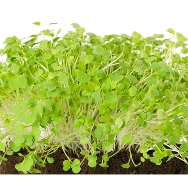 Rucola cress