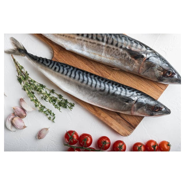 Wild Boston mackerel