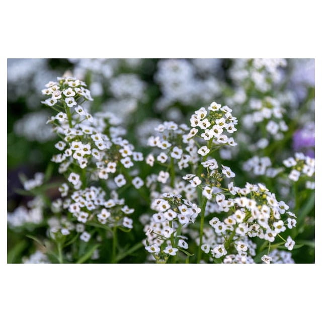 Edible alyssum flowers