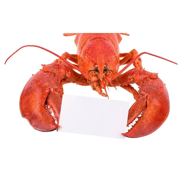 Wild lobsters hard shell