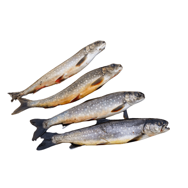 Farmed arctic char, 1 LB, Canada