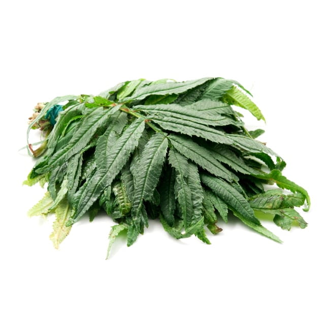 Peruvian marigold leaf