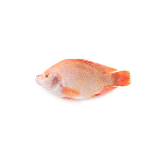 Red tilapia Pre-ordered