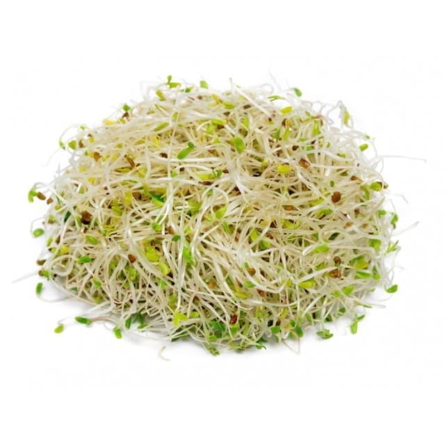 Alfalfa sprouts