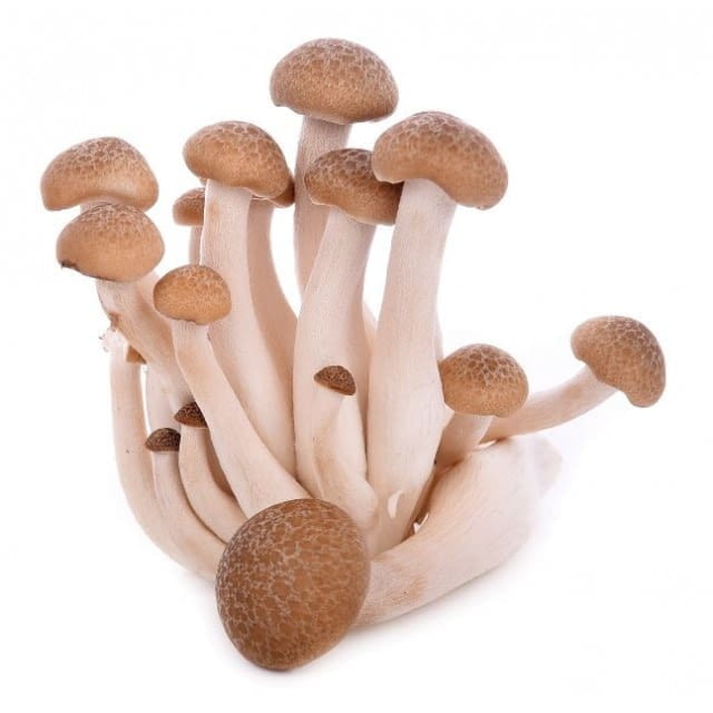 Brown shimeji mushrooms