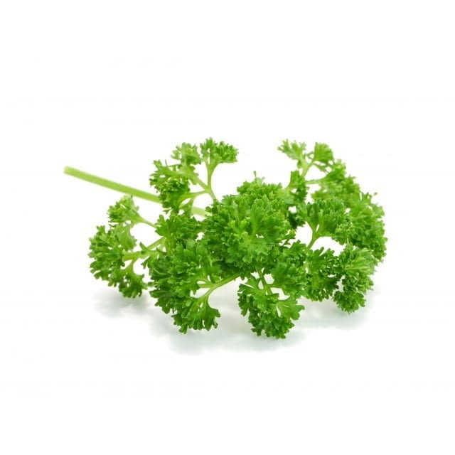 Curly parsley breakable