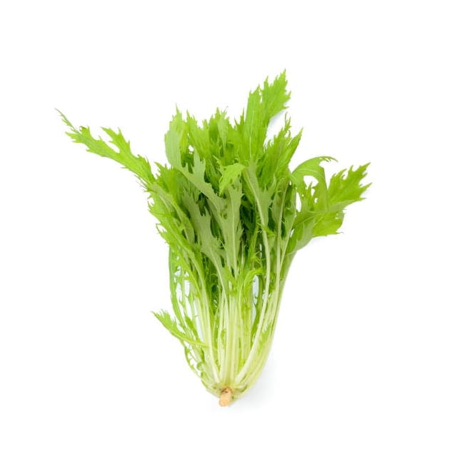 Baby frisee CAL 4/9 CT