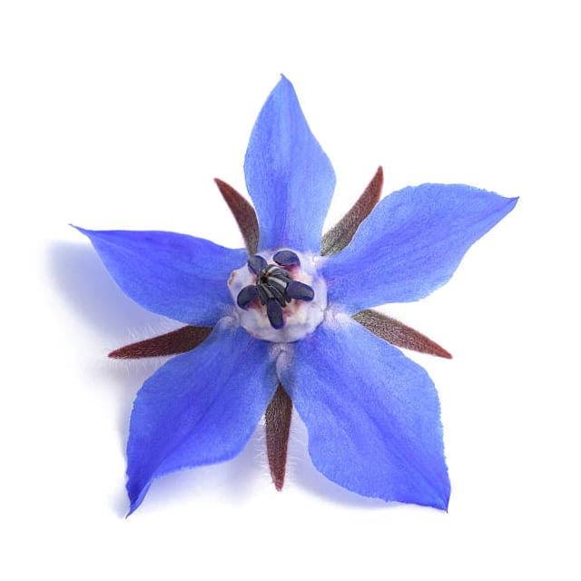 Blue borage blooms flowers
