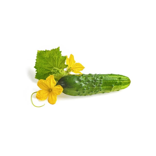 Cucumber flowers