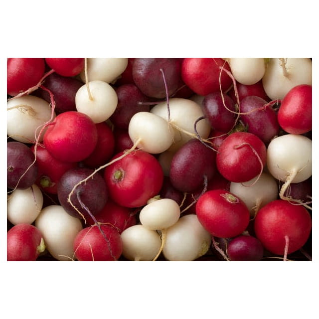 Radish mixed colours