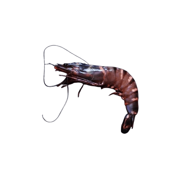 Gambas black tiger 8/12 surgelé