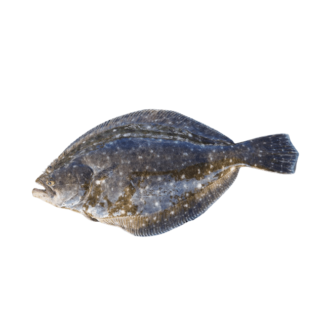 Wild whole fluke CAL Medium/Large