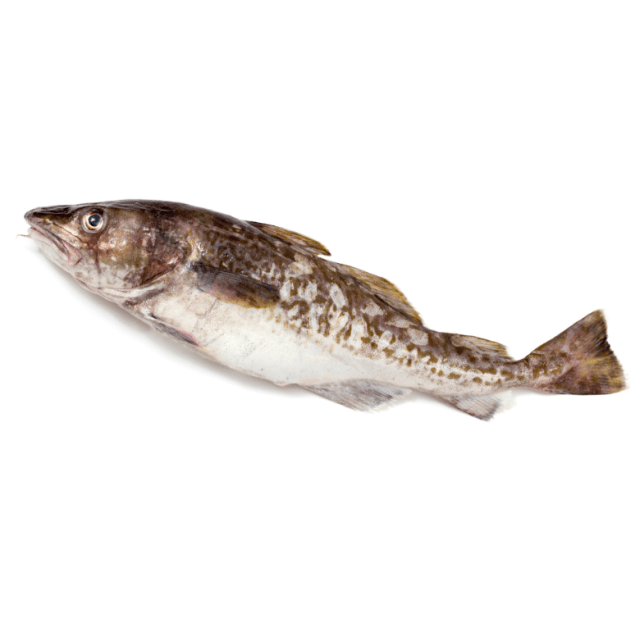 Wild cod fish head off