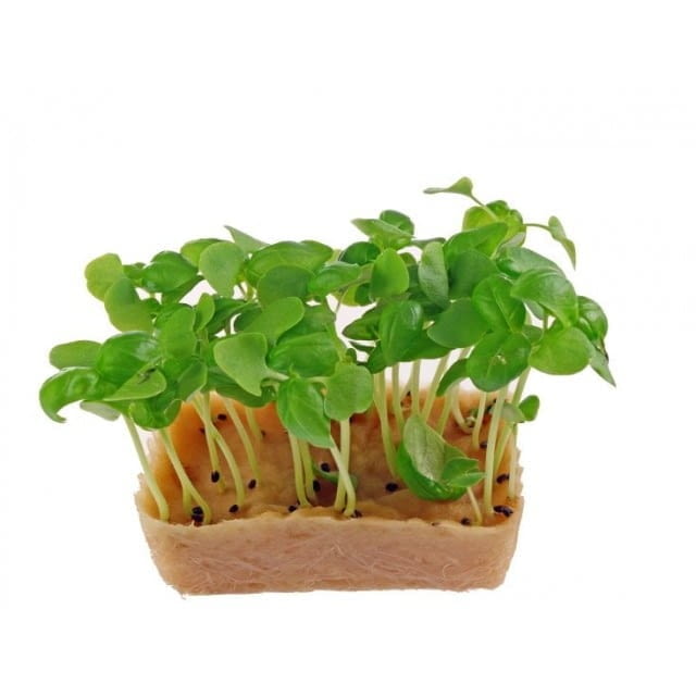 Micro cress green basil