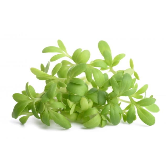 Mustard cress