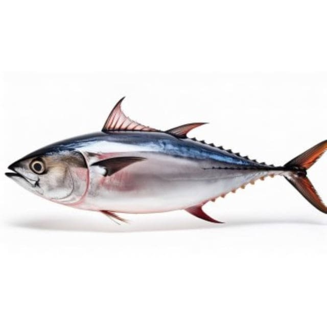 Thon albacore