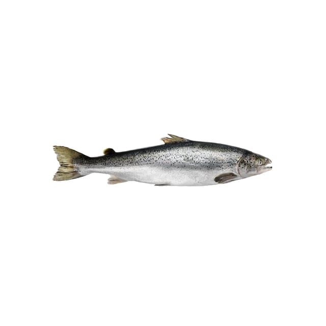 Farmed king salmon Organic Average weight 8/14LB