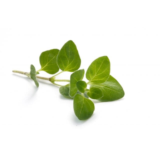 Oregano