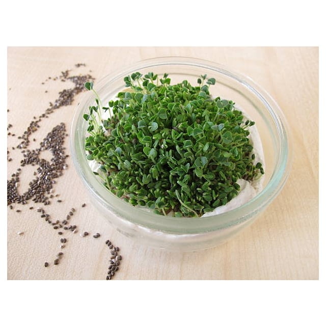 Micro mizuna cress