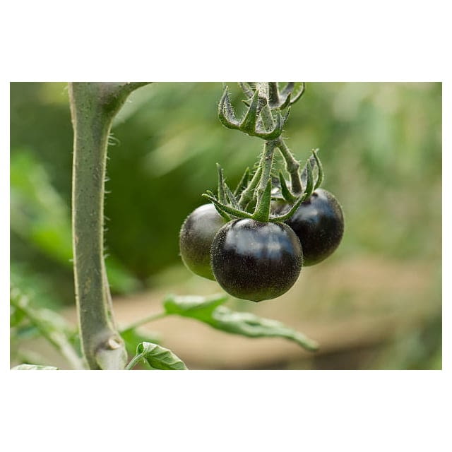 Black marinda tomato