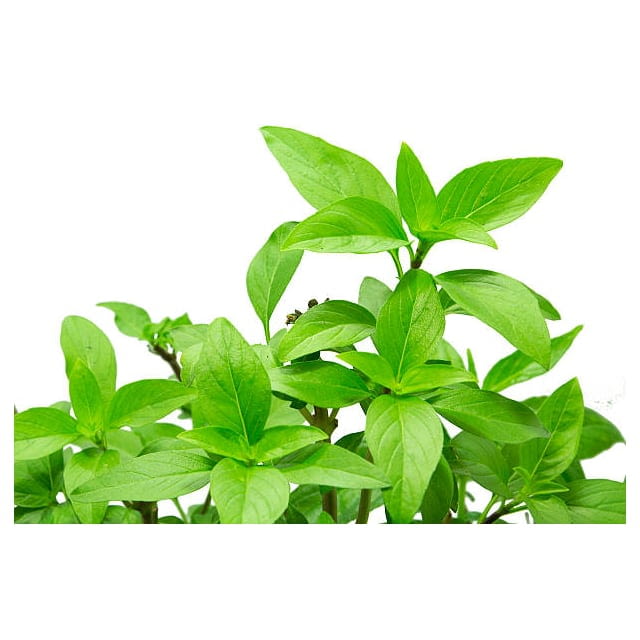 Micro cress thai basil