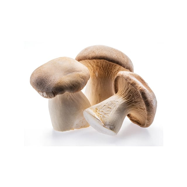 Eryngii /king oyster mushroom