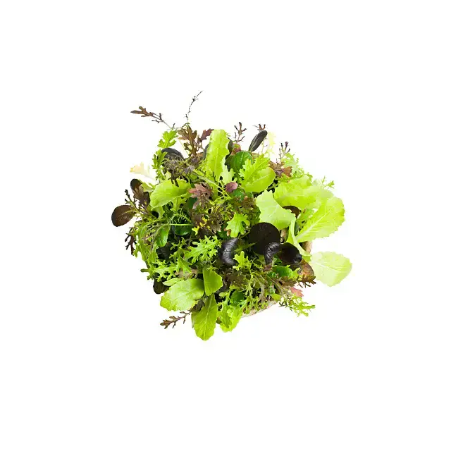 Salade jeune pousse 4ème gamme