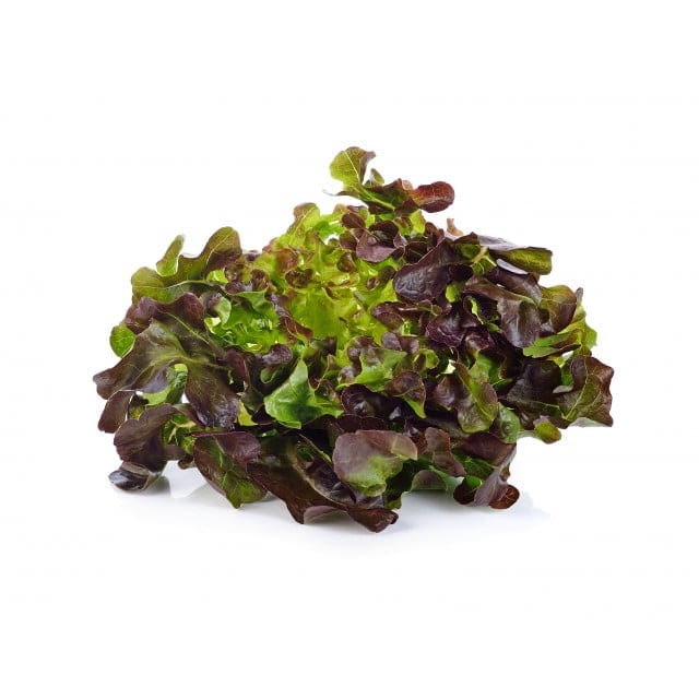 Feuille de chene Bio