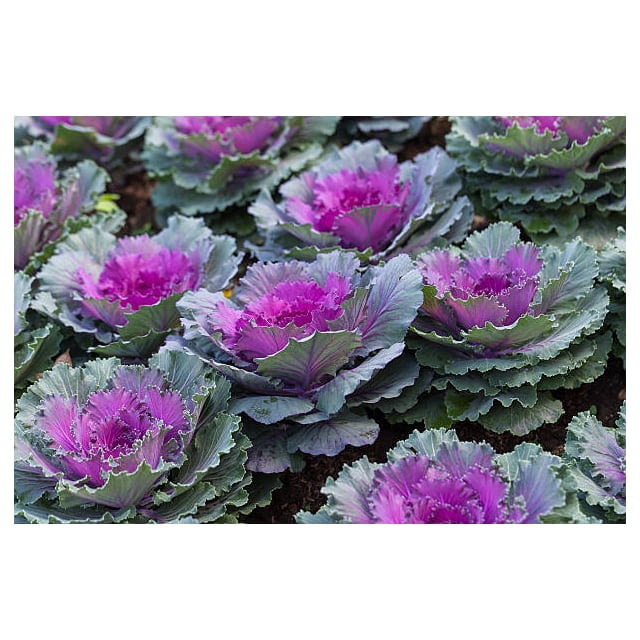Decorative kale