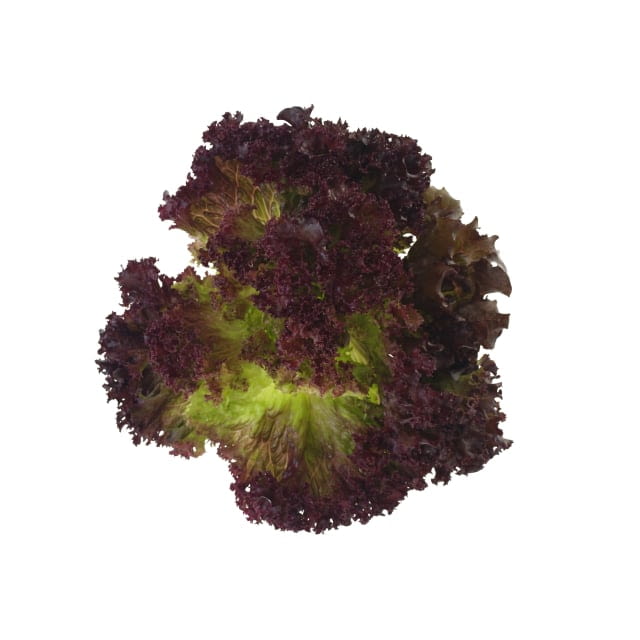 Laitue lollo rossa