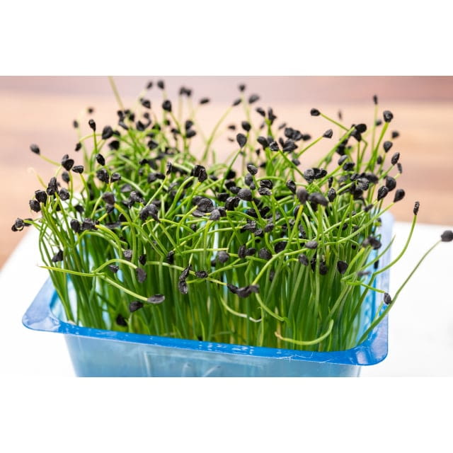 Micro cress garlic chives