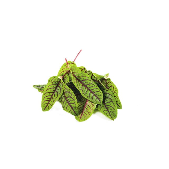 Red veined sorrel leaves