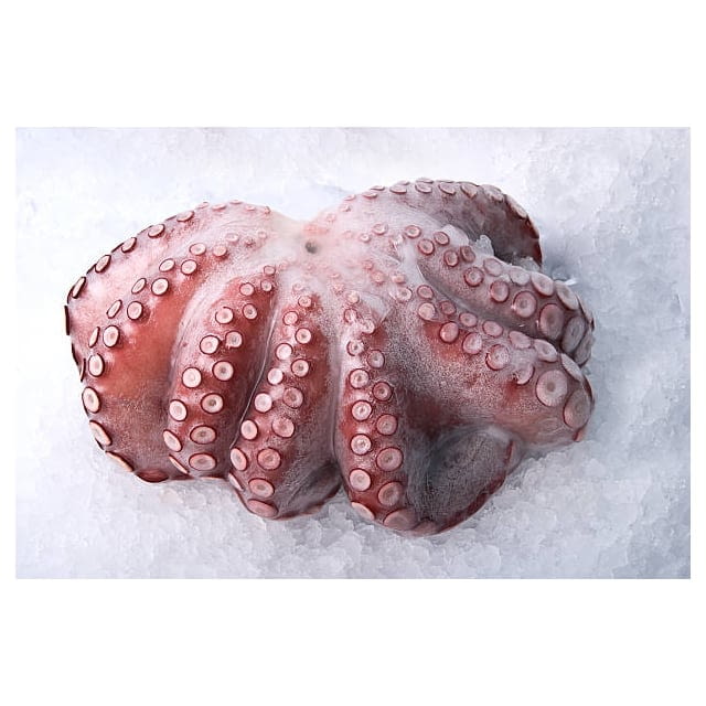 Frozen baby octopus Philippines