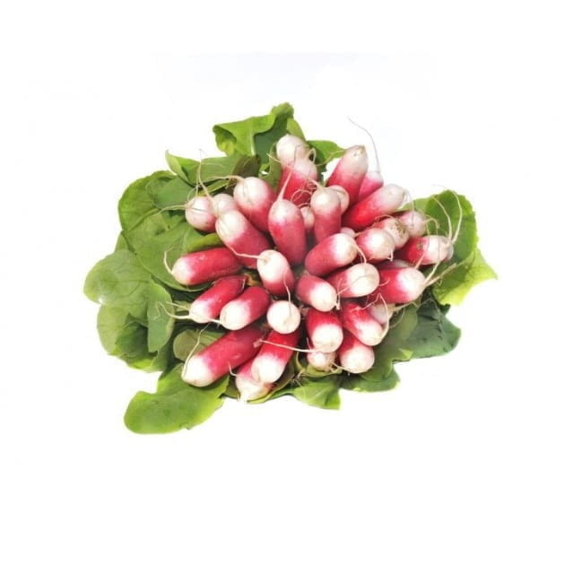 French breakfast radish