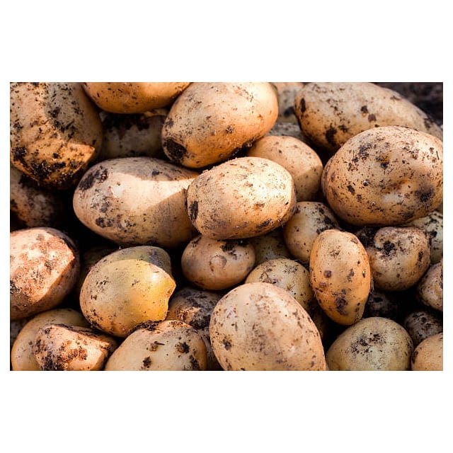 Unwashed yukon gold potato