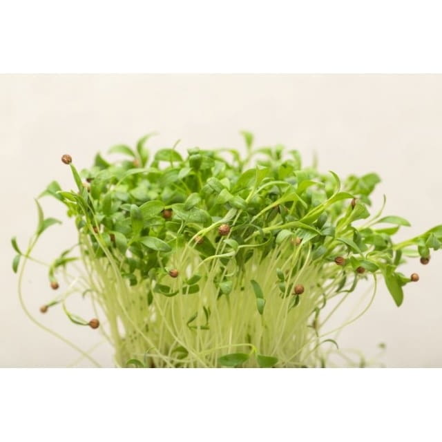 Micro coriander
