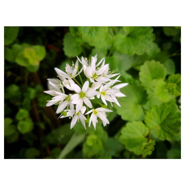 Edible garlic flowers