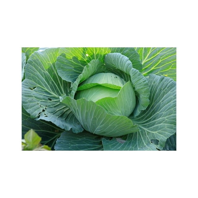 Cabbage primo
