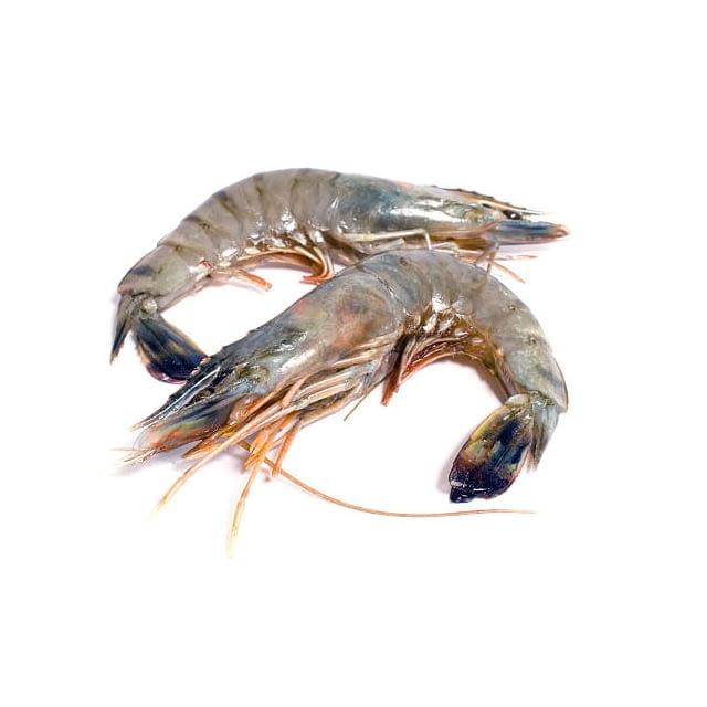 Crevette grise