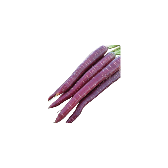 Carotte rouge purple