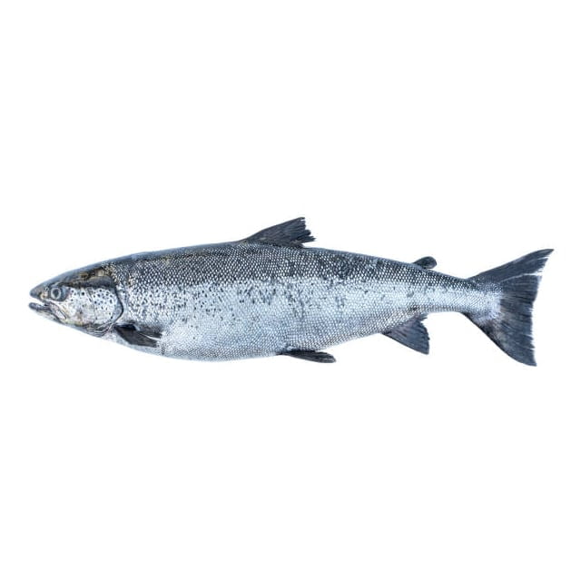 Farmed salmon Average weight 10/12LB