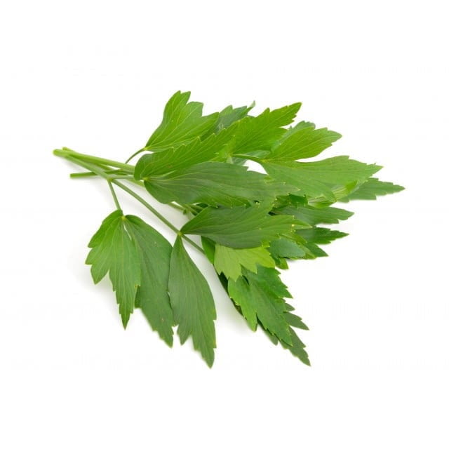 Lovage