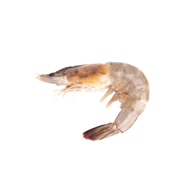 Shrimp shell on 21/25