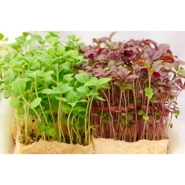 Atsina cress