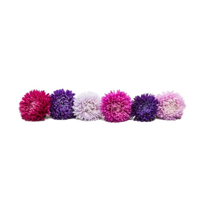 Amaranth pom pom flower