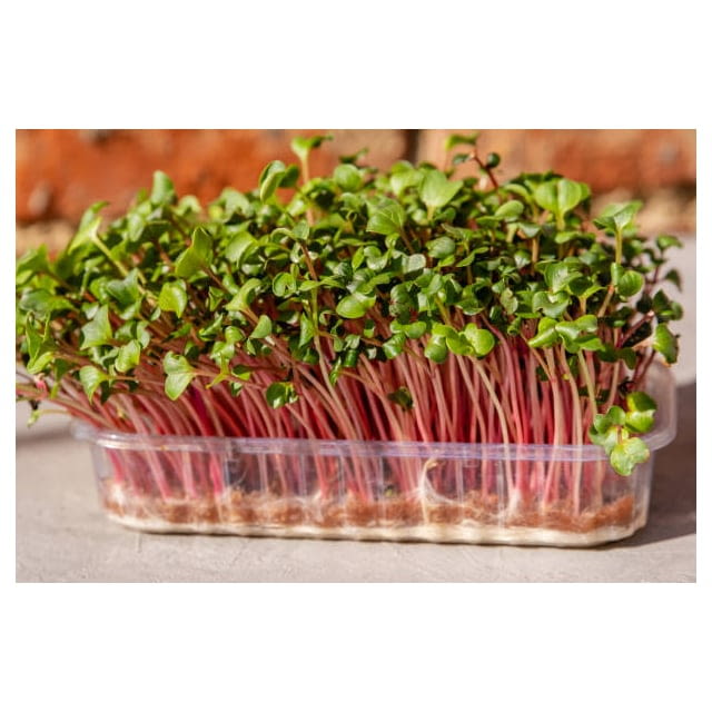 Micro cress pink stem radish